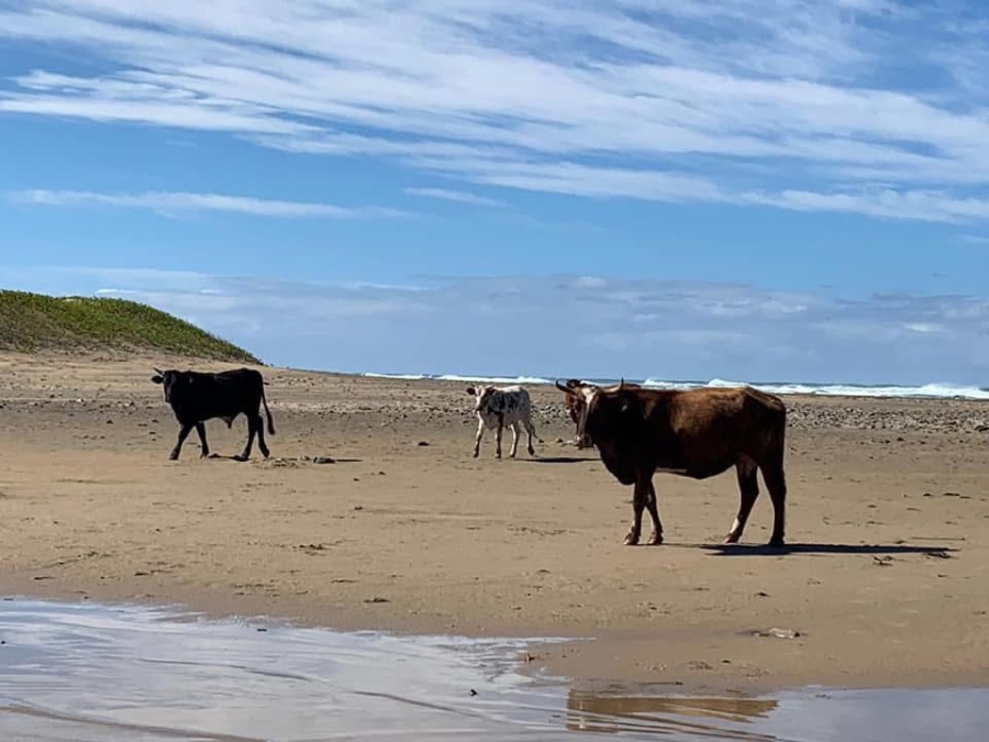 4 Bedroom Property for Sale in Morgans Bay Eastern Cape